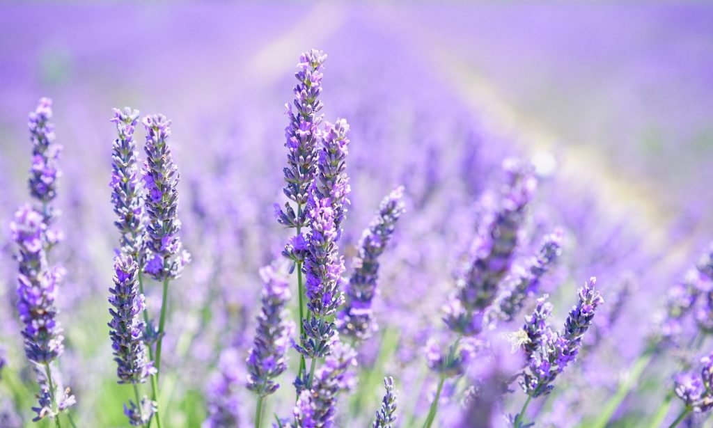 cropped-lavender-blossom-1595581_1920.jpg | Seeds and Stalks