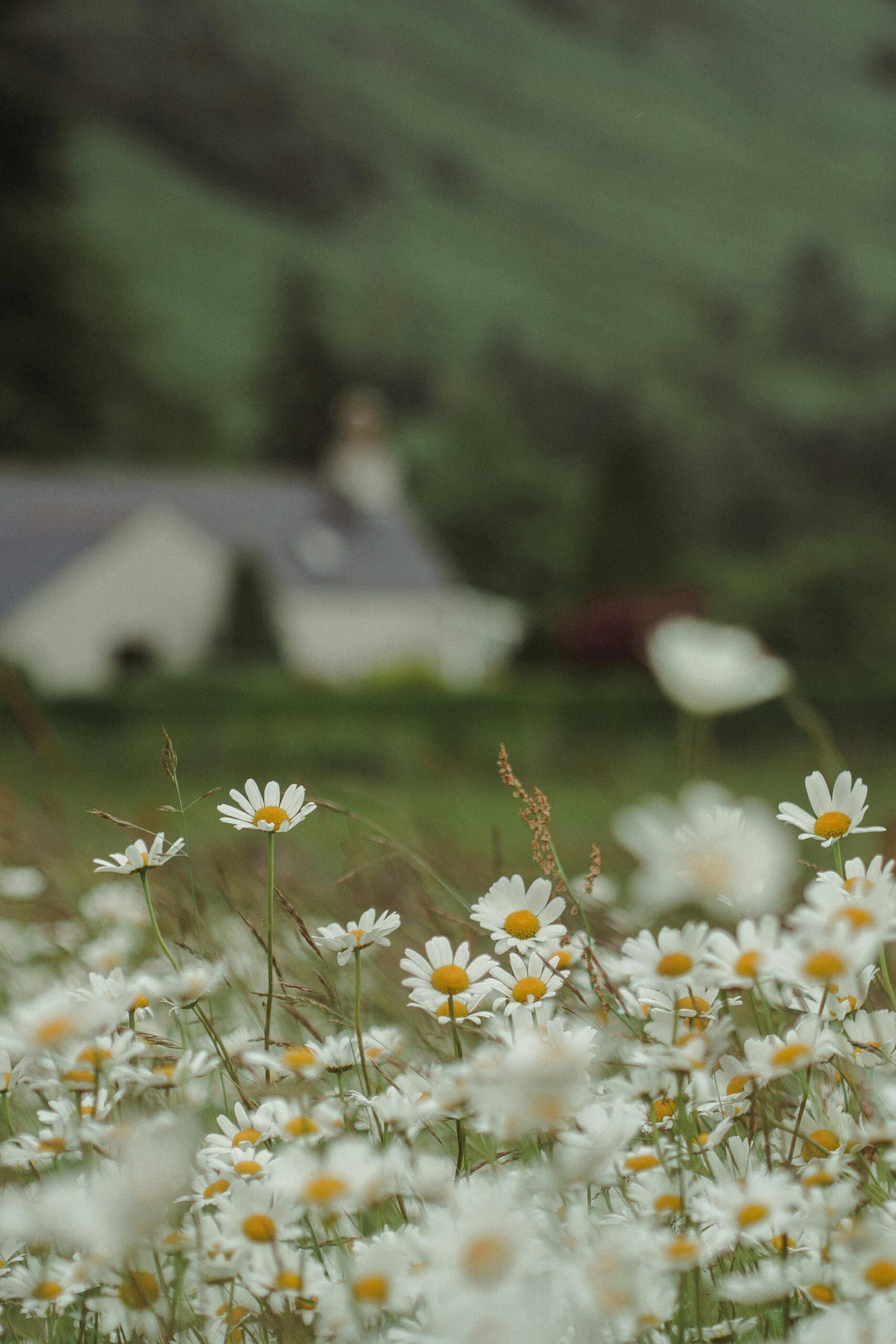 chamomile