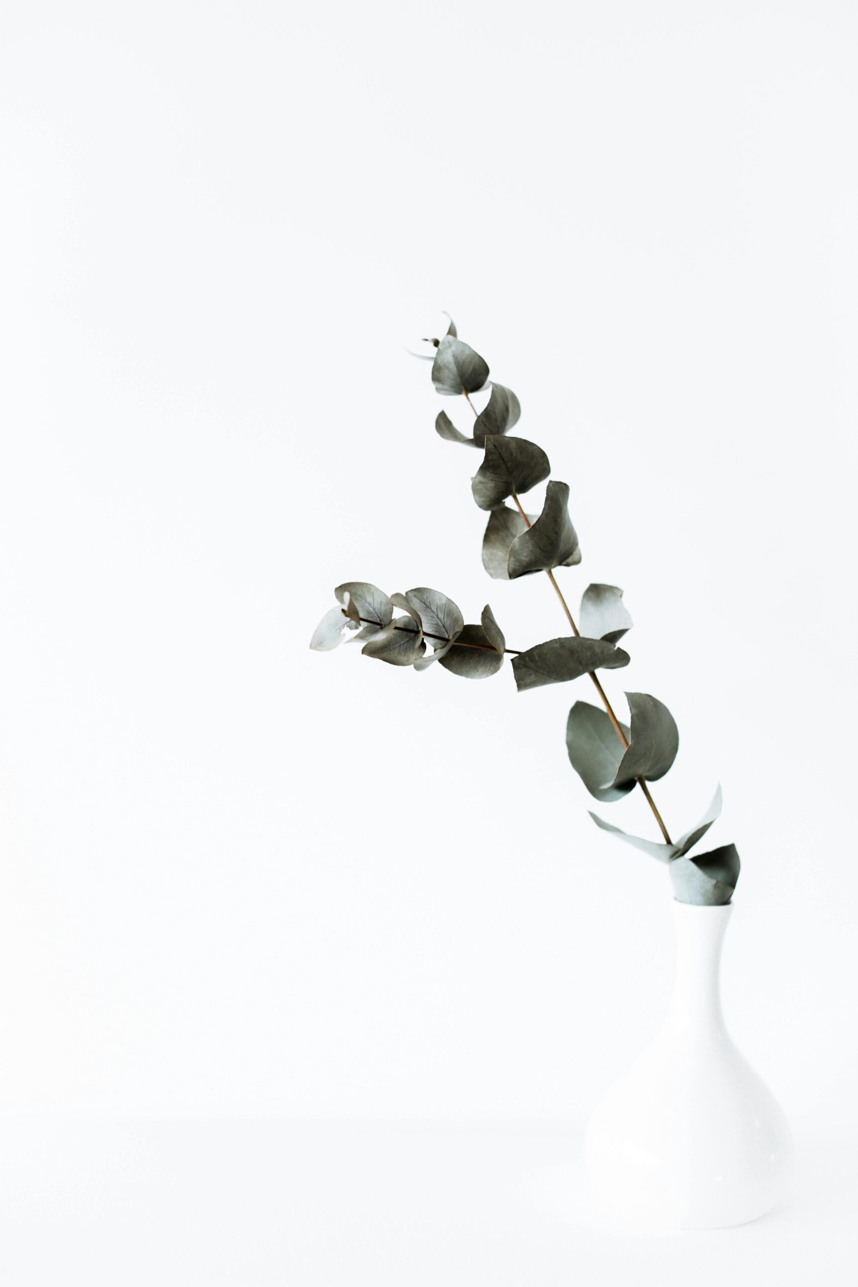 eucalyptus