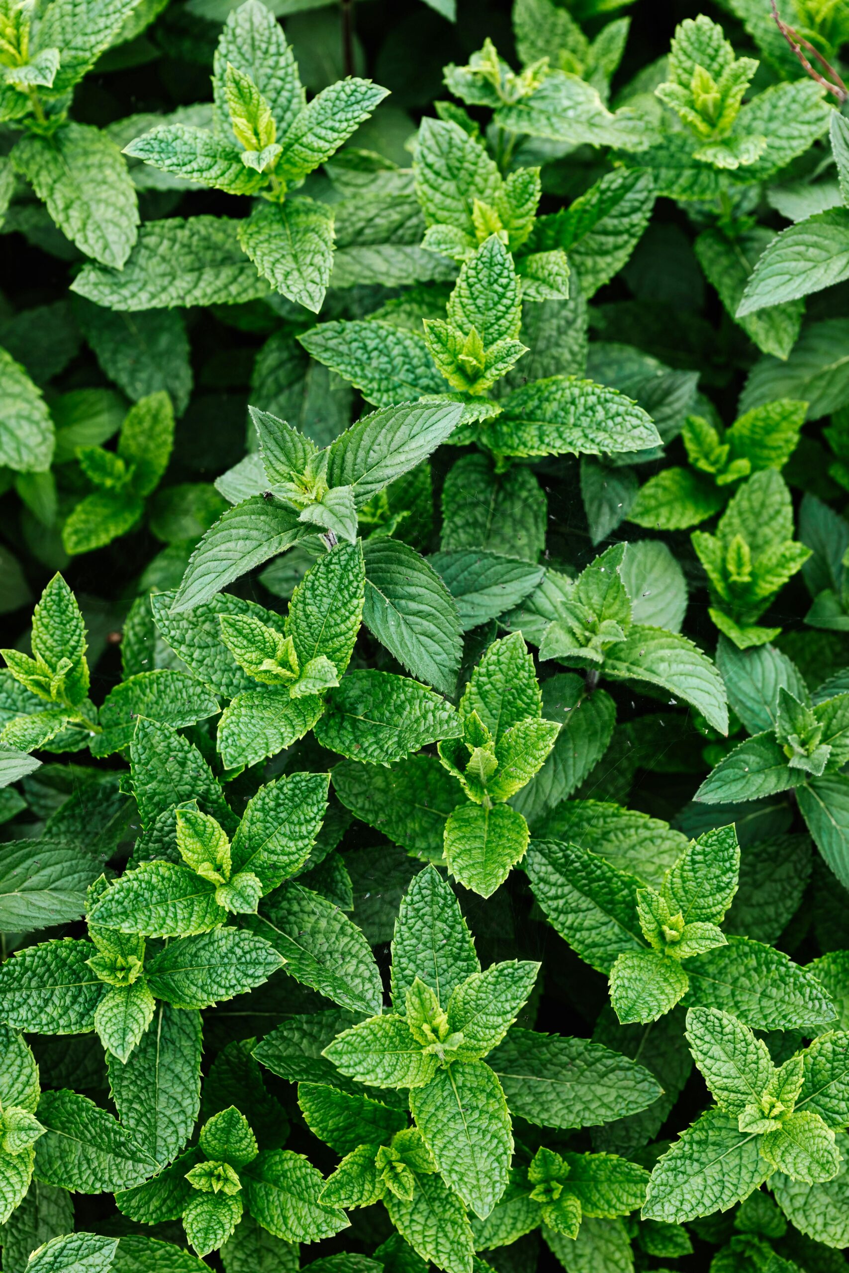 peppermint image